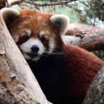 ������ �������� �� 5 ��