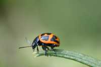 ����� ���� ���������