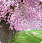 ����� ������ ��������