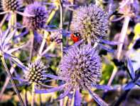 ����� ����� 5 ��