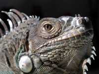 диета на две недели