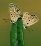 ����� �� ����