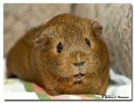 ����� �� ������������