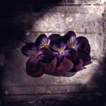 ����� ������������ ���