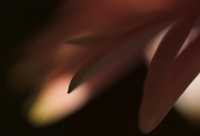 ����������� ��������� �����