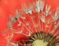 ������ �����