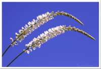 ��� �������� ��� ������