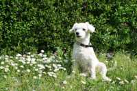 �������� �����