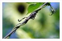 психологическая диета литвак