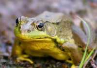 � ������� ������� �� �������