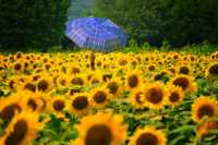 ��� ��������